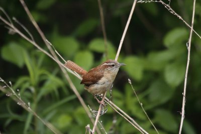 c. wren 1.JPG
