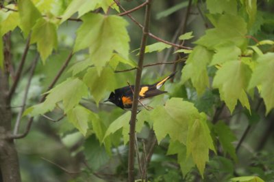 male redstart 1.JPG