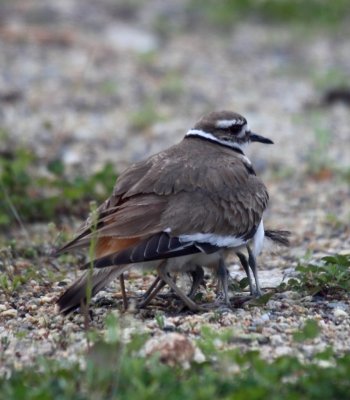 kildeer chicks 3.jpg