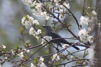 catbird 1.jpg