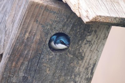 tree swallow 3.jpg