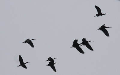flying ibis 1.jpg