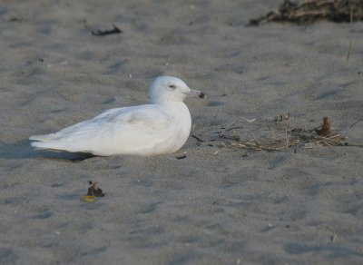gulls