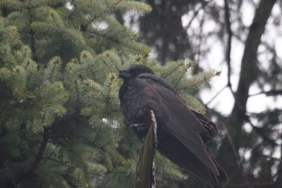 mystery_bird
