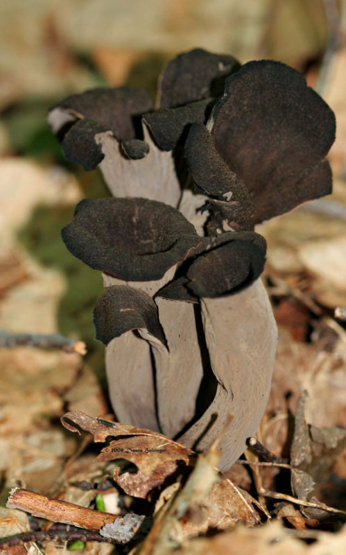 Horn of Plenty Mushroom