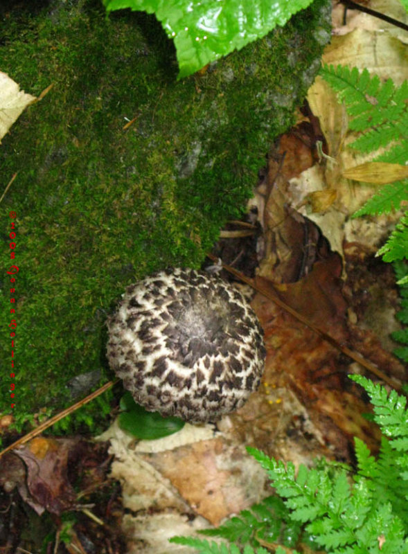 Old Man of the Woods