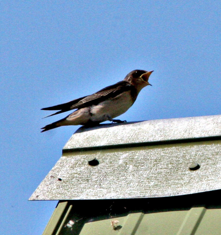 Sqawking baby swallow