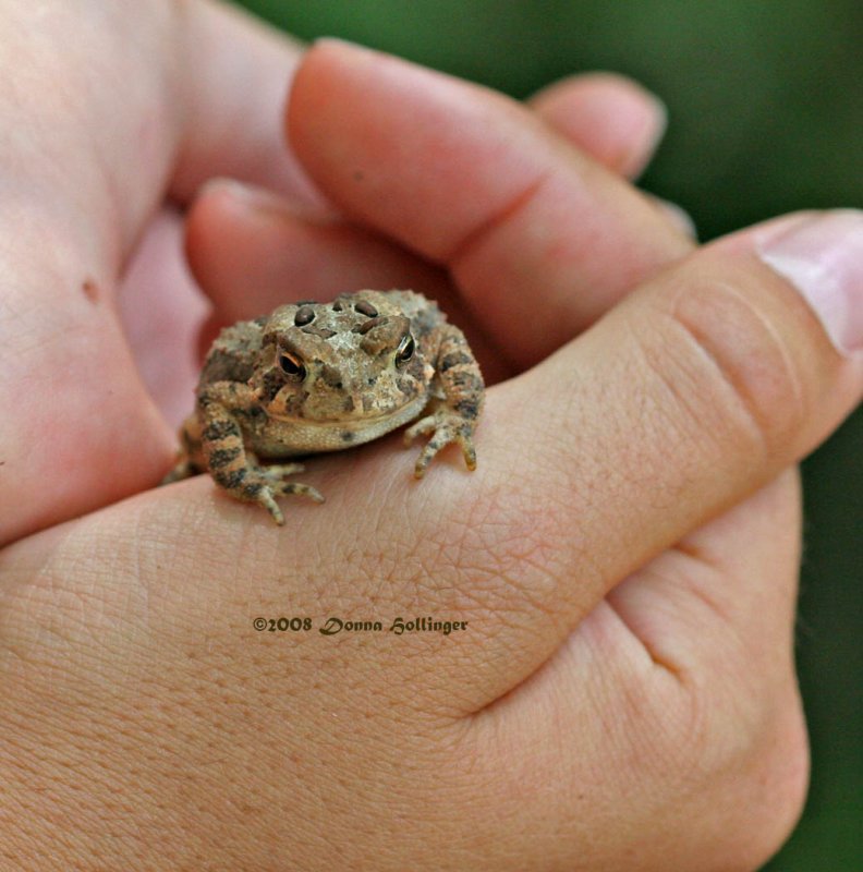 Annabelle with Toad