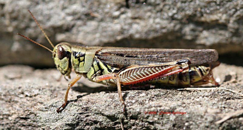 Female Grasshopper