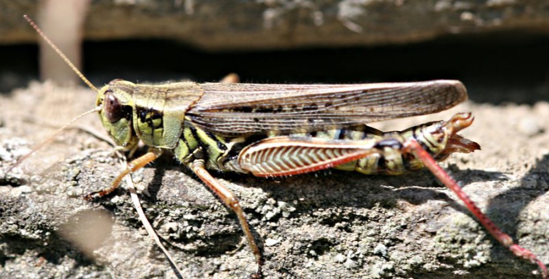 Female Grasshopper Laying Eggs