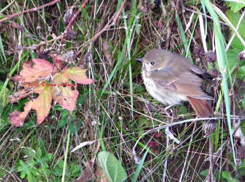 Hermit Thrush
