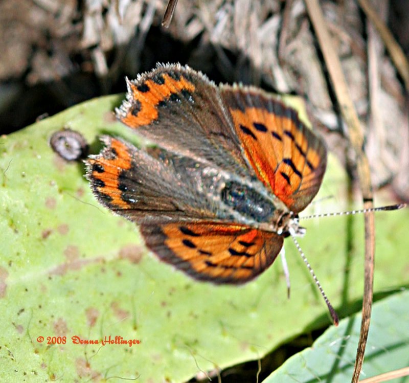 American Copper Butterfly