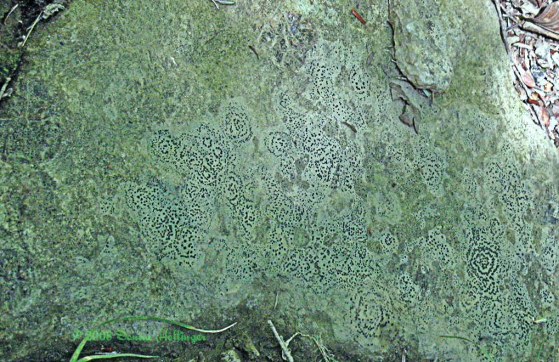 Lichen Pattern on Rock