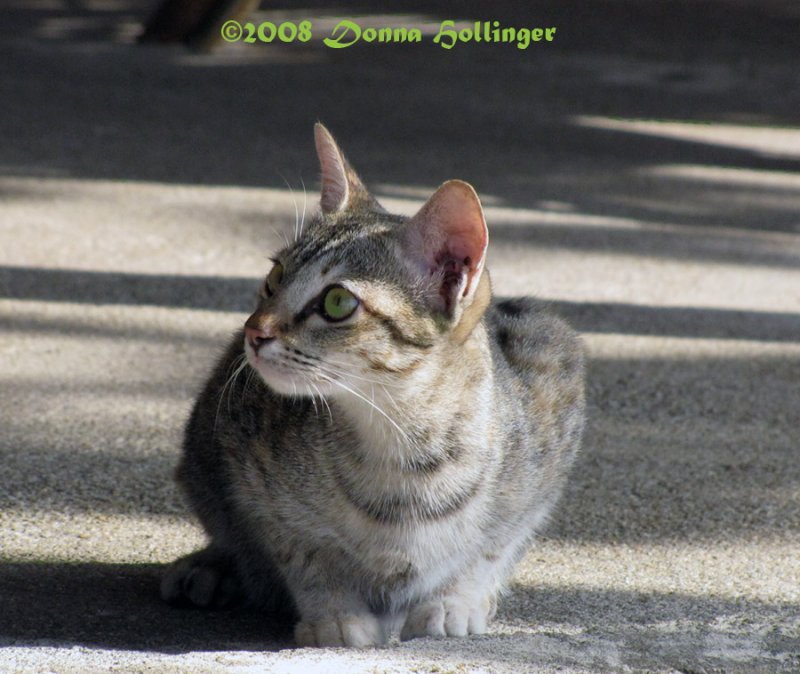 Cambodian Cat