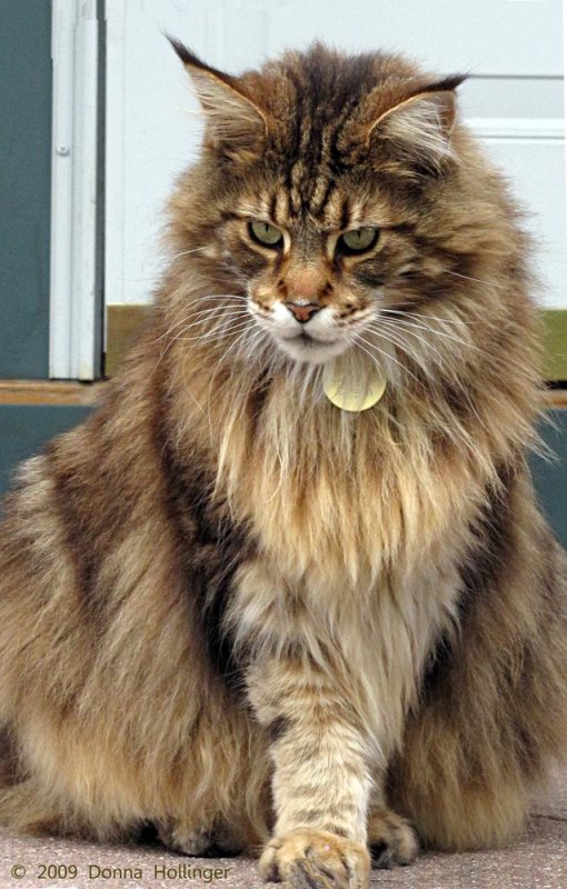 Maine Coon Visitor Cat