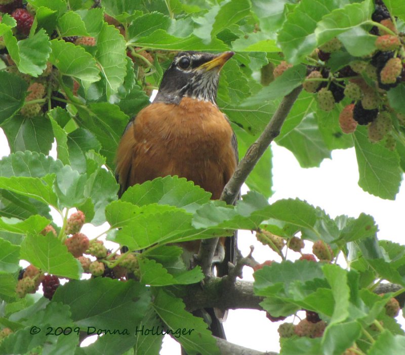Robin in the Mulberry Tree