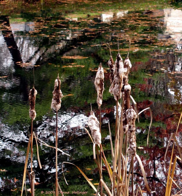 Shedding Cattails at Spectacle Pond