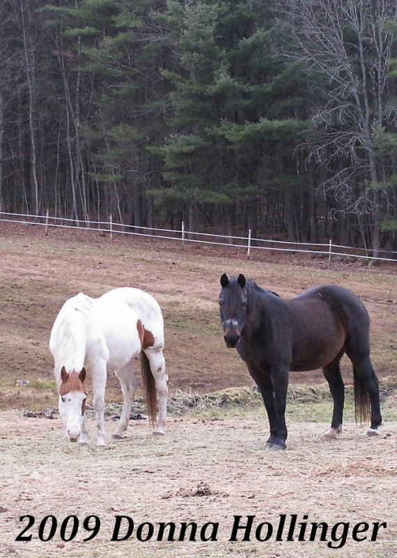 Aggie and Frank Grazing