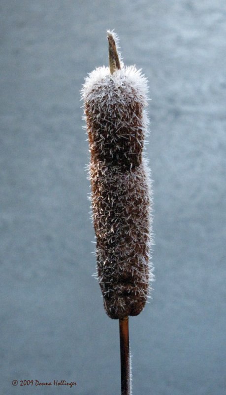 Frosted Cattail