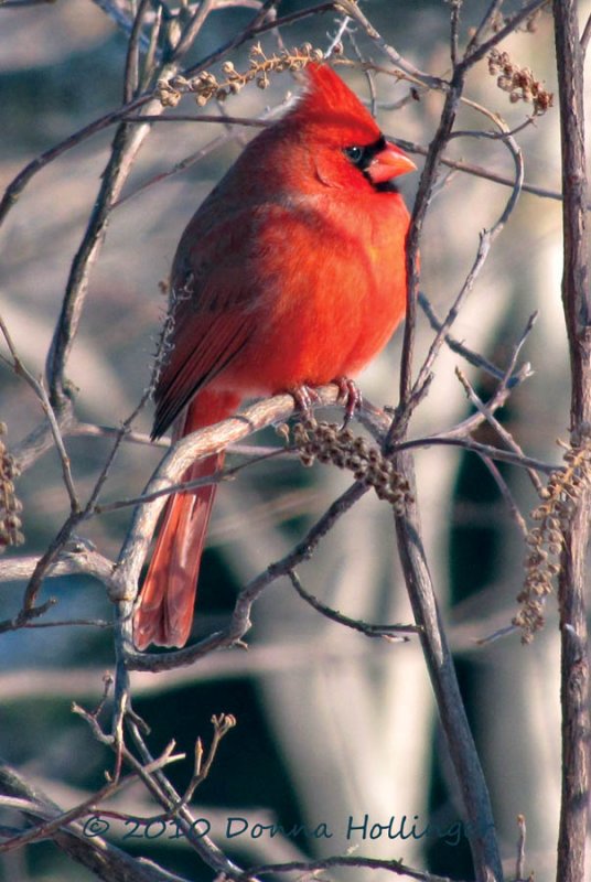 Male Cardinal At Mount Auburn Cemetery