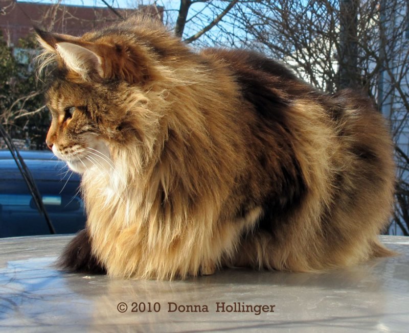 Augie, the Maine Coon Cat