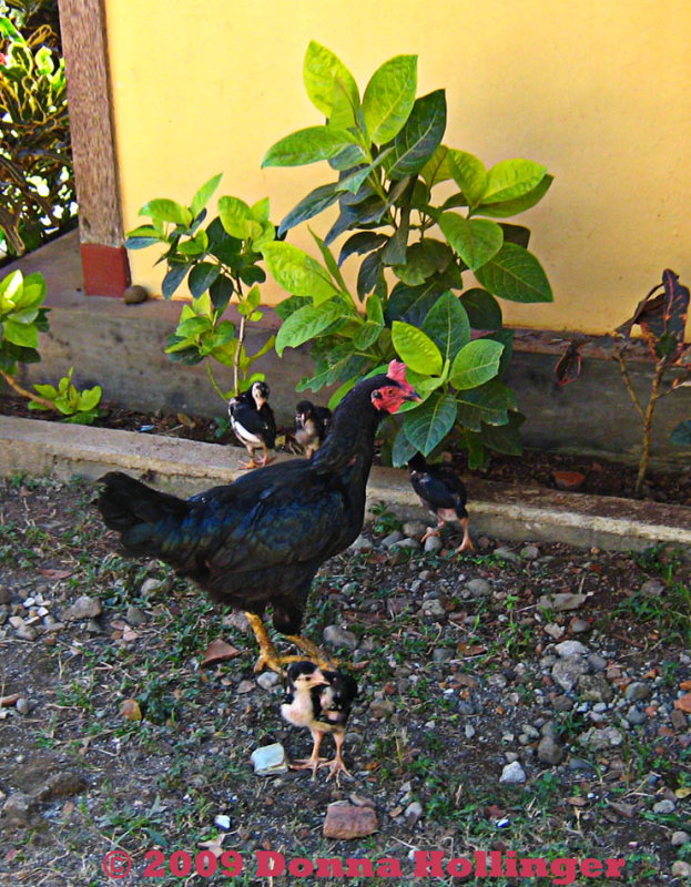 Hen and Chicks
