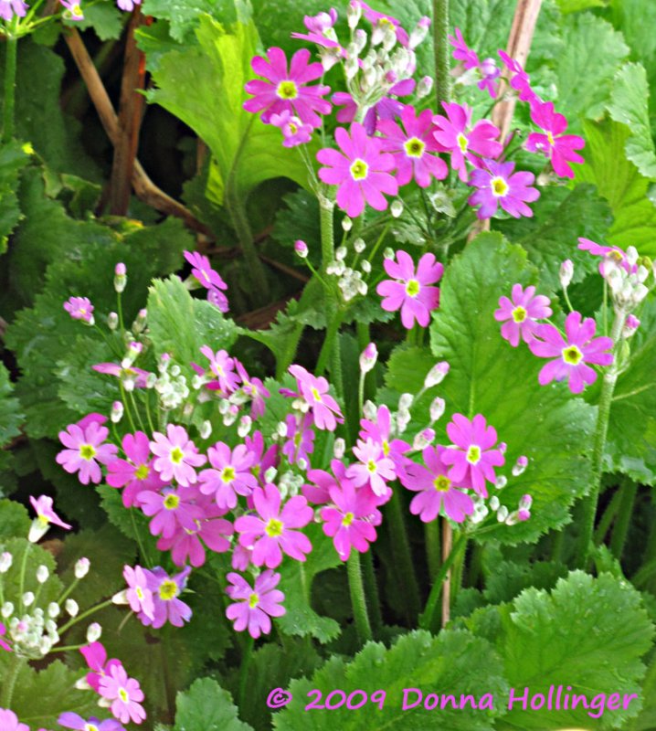 Pink Flowers