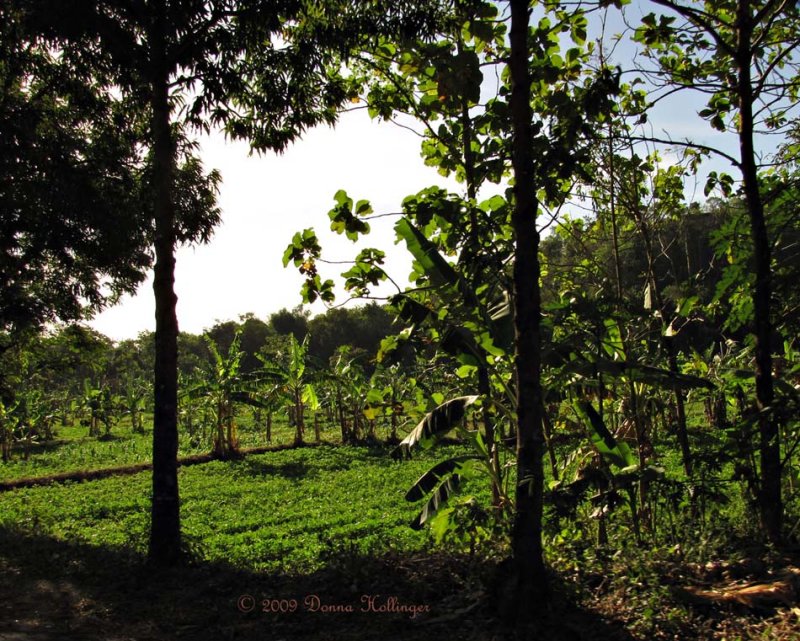 Banana plantings as we drive by