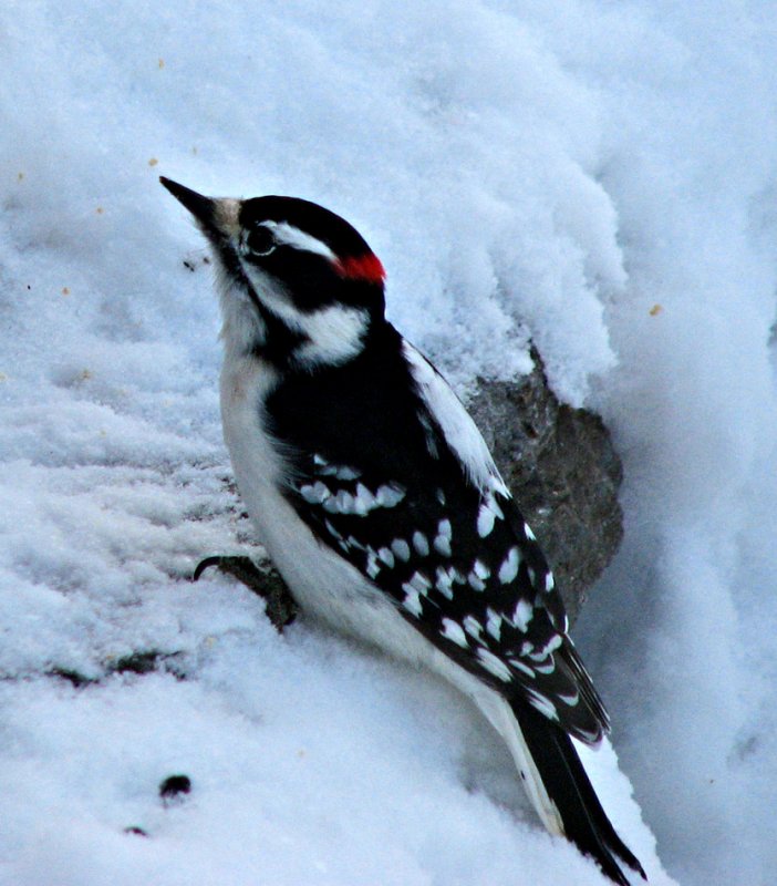Downy Woodpecker in the Snow