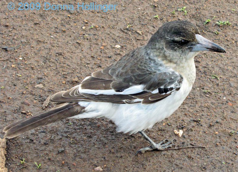 Grey Butcherbird (Cracticus torquatus)