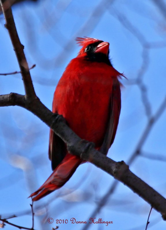 Male Cardinal At Mount Auburn Cemetery