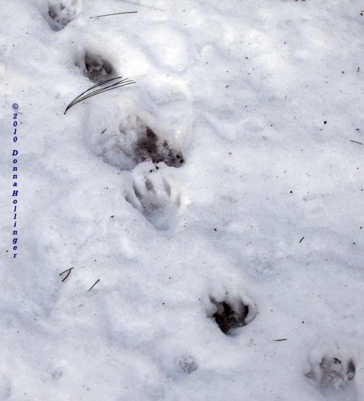 Raccoon Track at Mount Auburn Cemetery