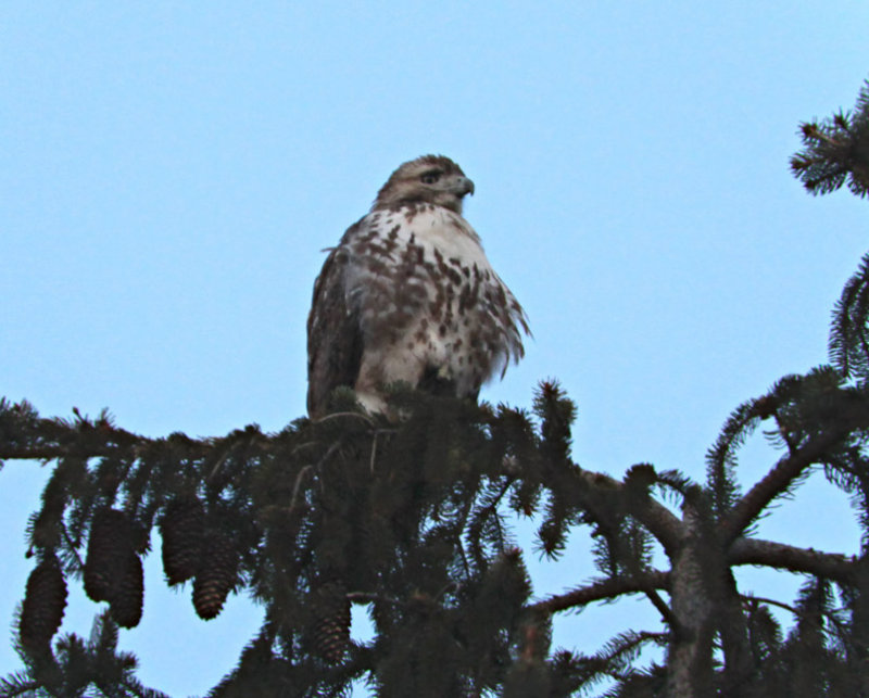 Red Tailed Hawk Today