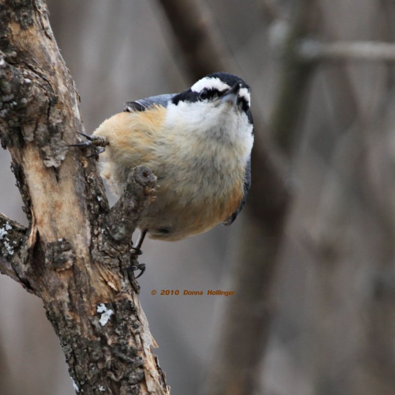 Nuthatch