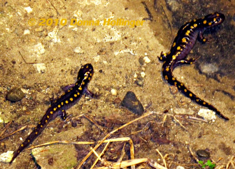 Ambystoma maculatum, Spotted Salamander