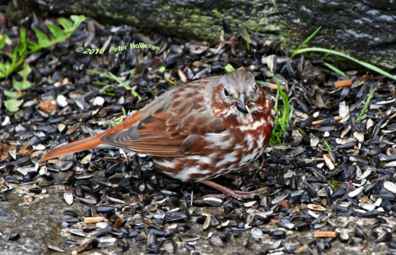 Passerella iliaca, Fox Sparrow