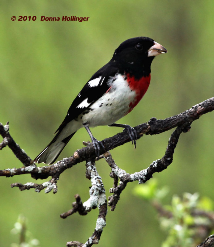 Rose Breasted Grosbeak Male