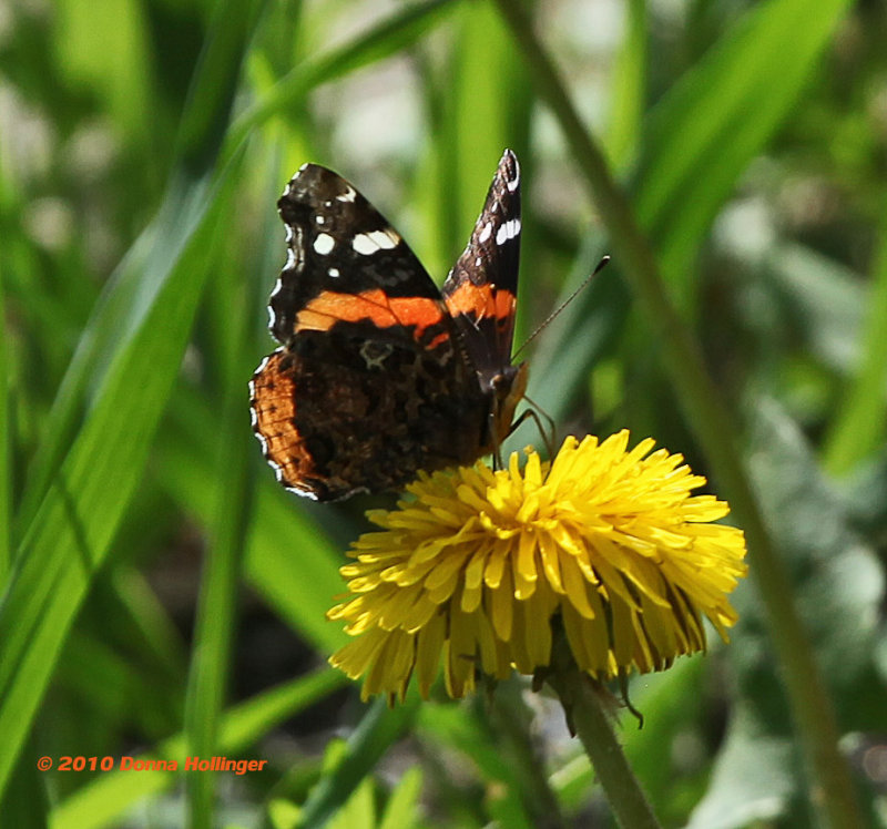 Red Admiral Butterfly