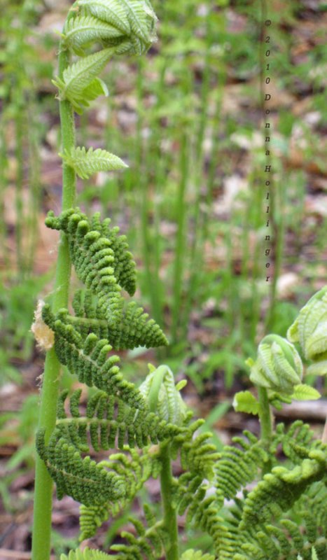 Interrrupted Fern Spores