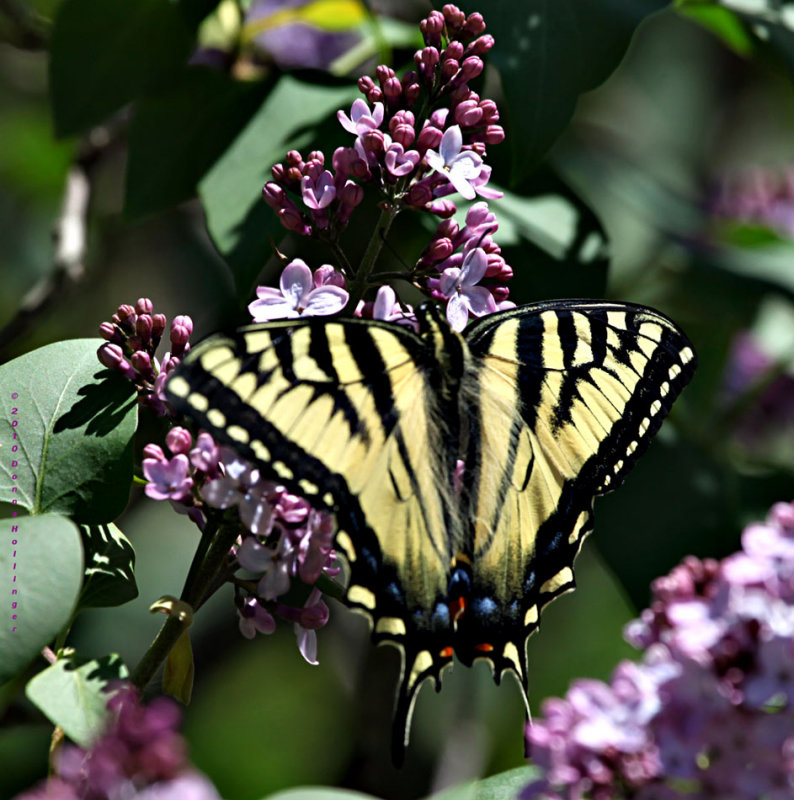 Male Tiger Swallow Tail