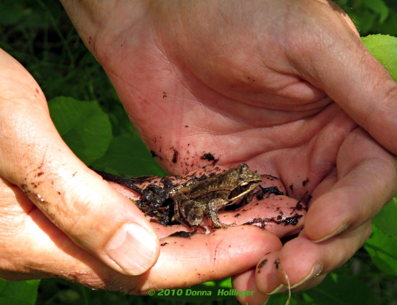 Woodfrog in Peters hands
