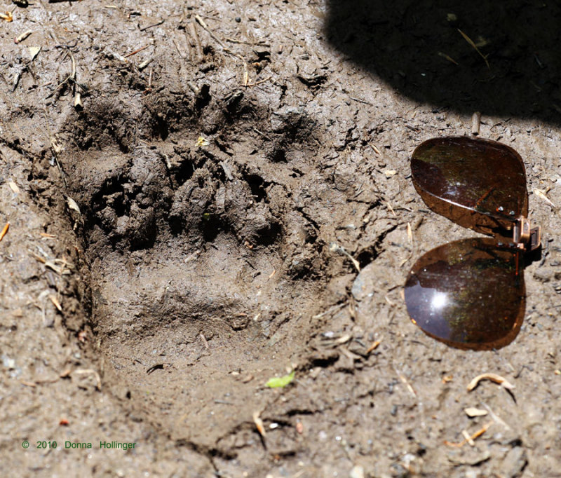 Bear Track