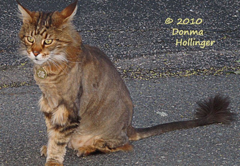 Lion cut haircut - Augie