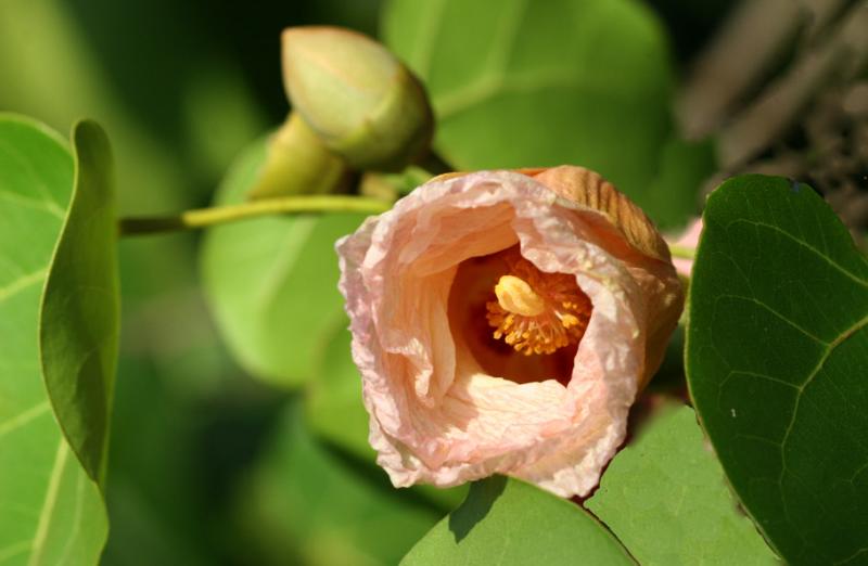 Peachy Hibiscus