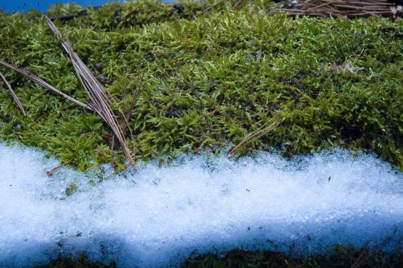 Icy Moss and Needles