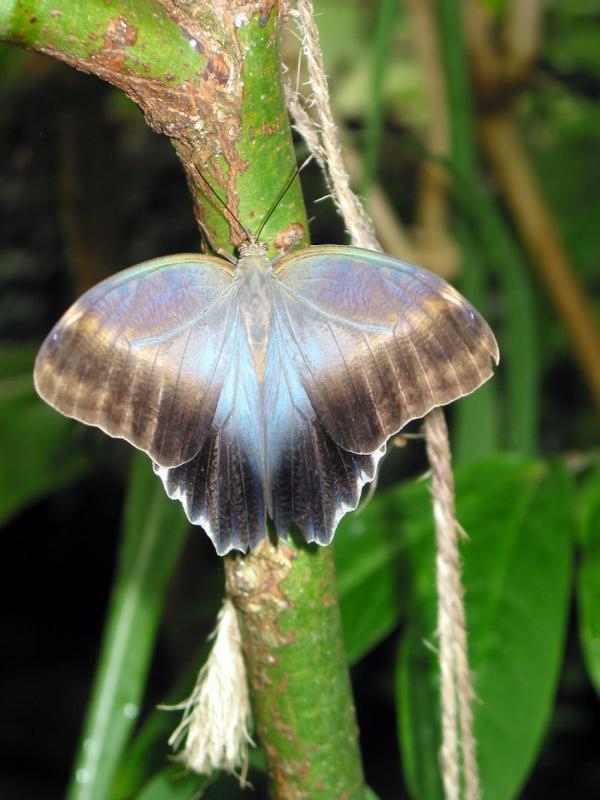 Blue Morpho Butterfly