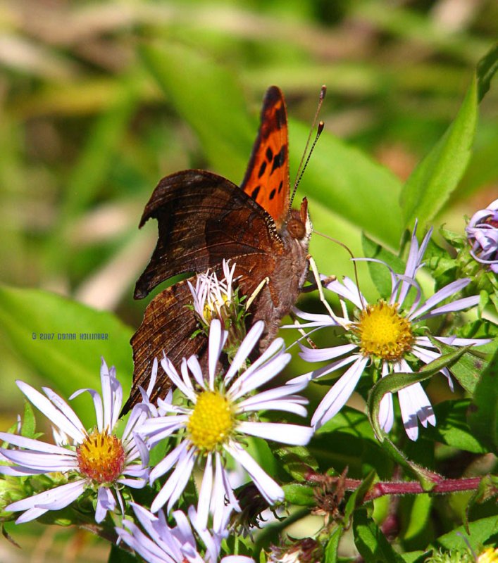 Question Mark Butterfly on Aster
