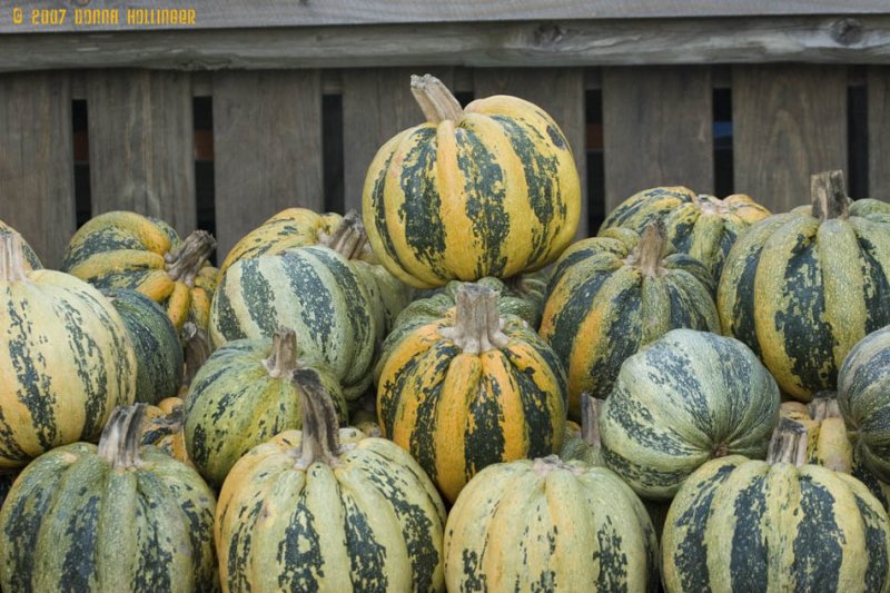 Striped Pumpkins