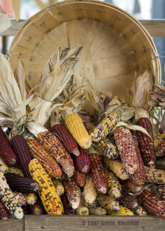 Indian Corn