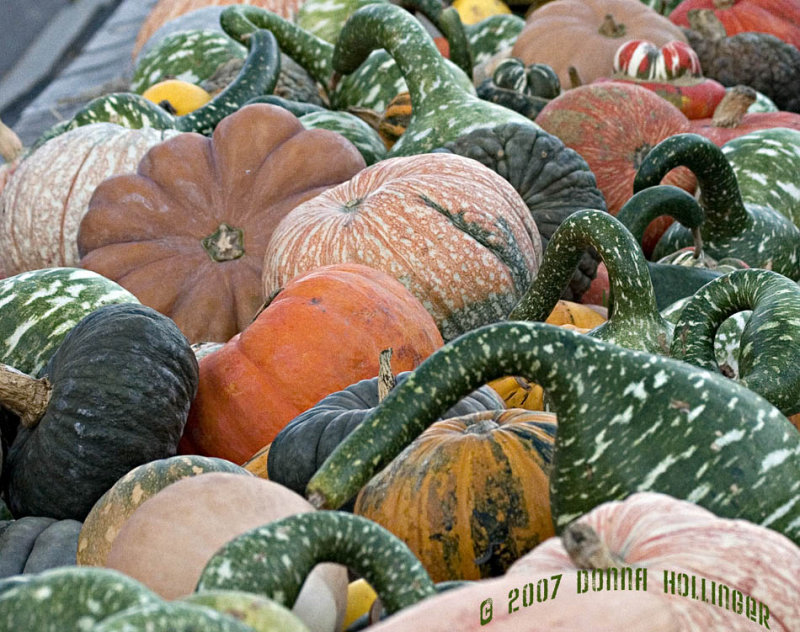 Harvest Pumpkins